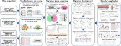 Integrating single-cell and bulk transcriptomic analyses to develop a cancer-associated fibroblast-derived biomarker for predicting prognosis and therapeutic response in breast cancer